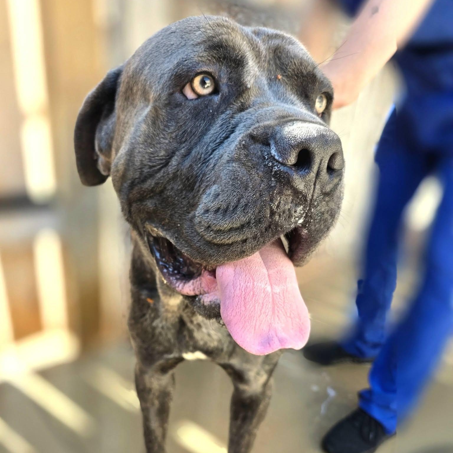 Dino, a ADOPTABLE Cane Corso in Wheeling, IL image 2/6