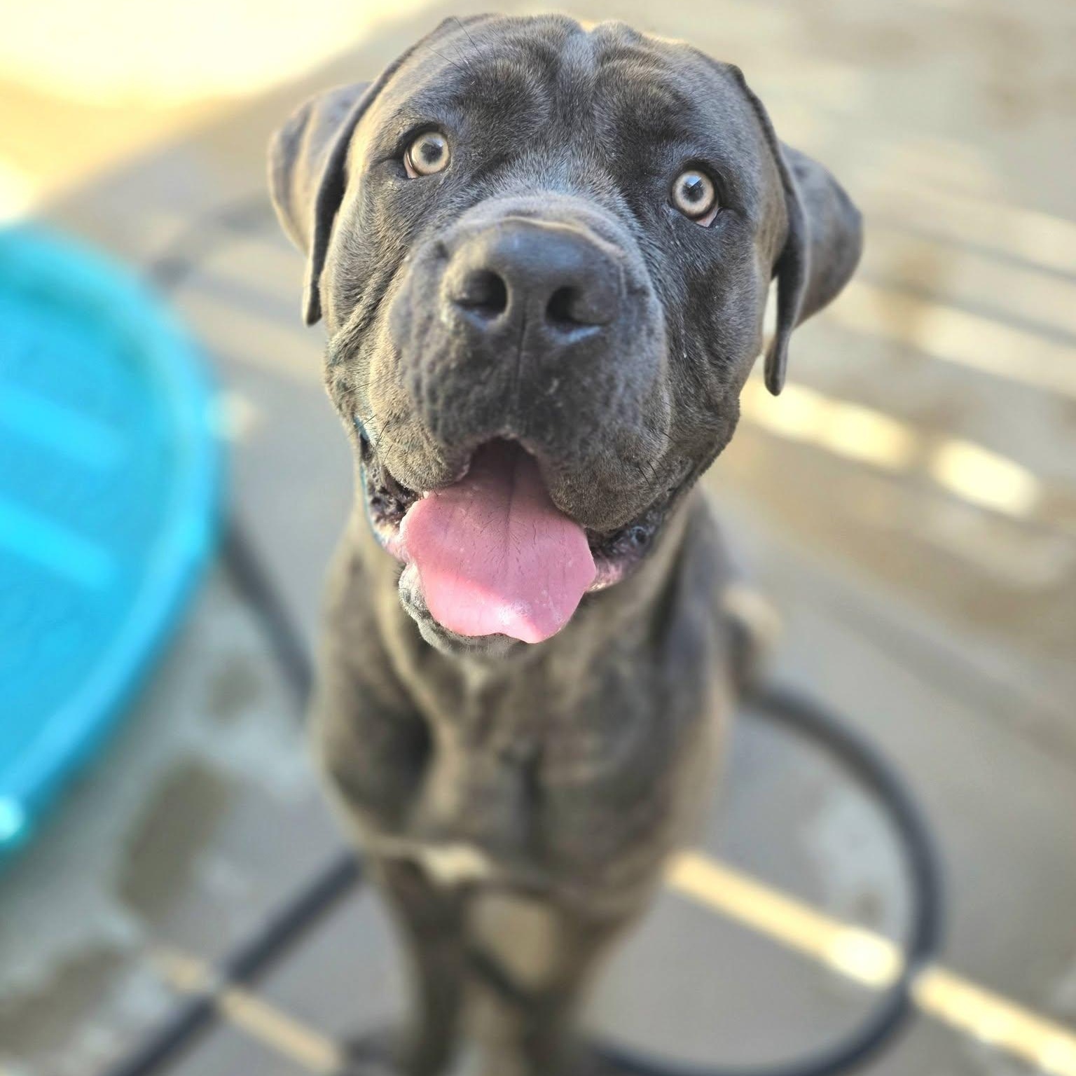 Dino, a ADOPTABLE Cane Corso in Wheeling, IL image 4/6