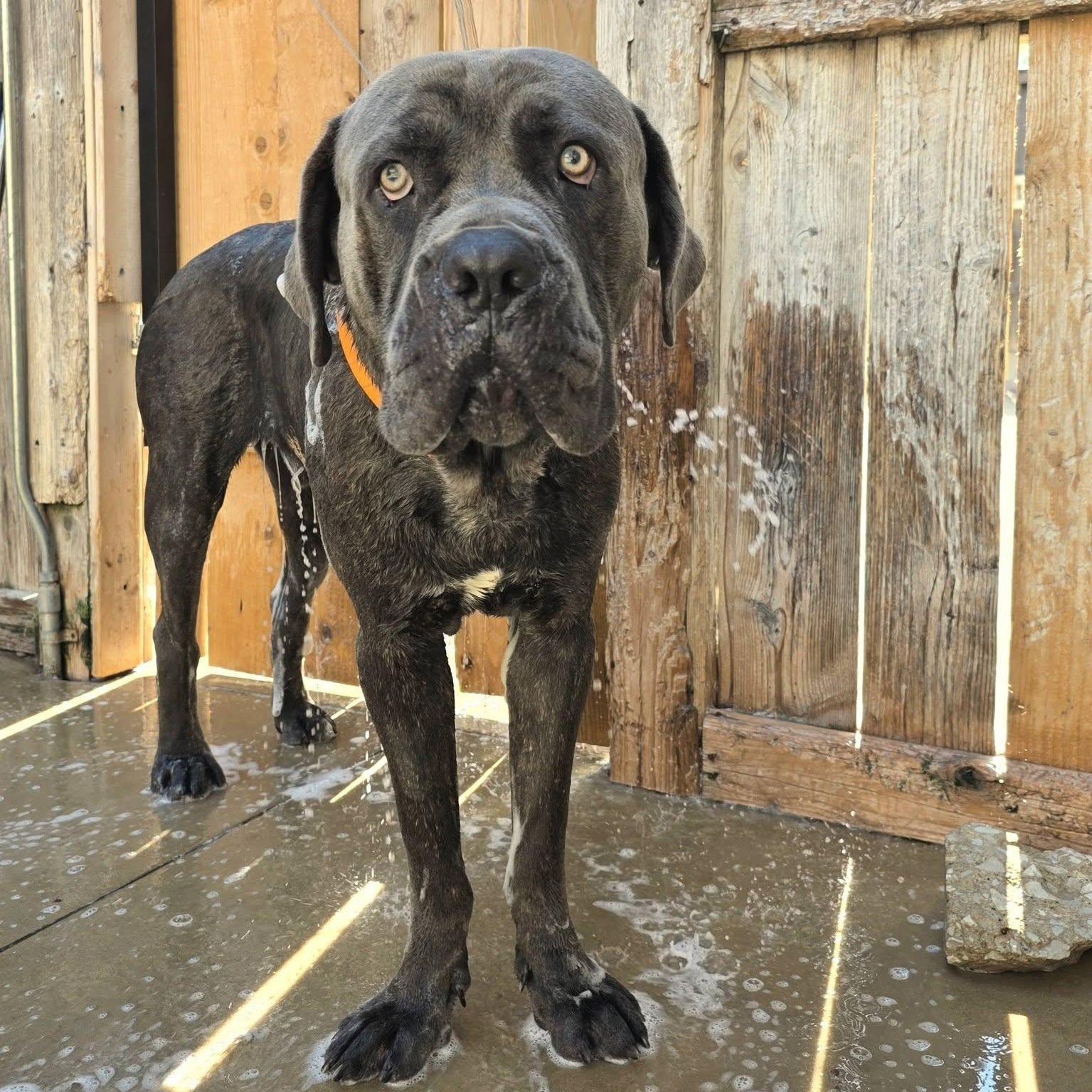 Dino, a ADOPTABLE Cane Corso in Wheeling, IL image 3/6