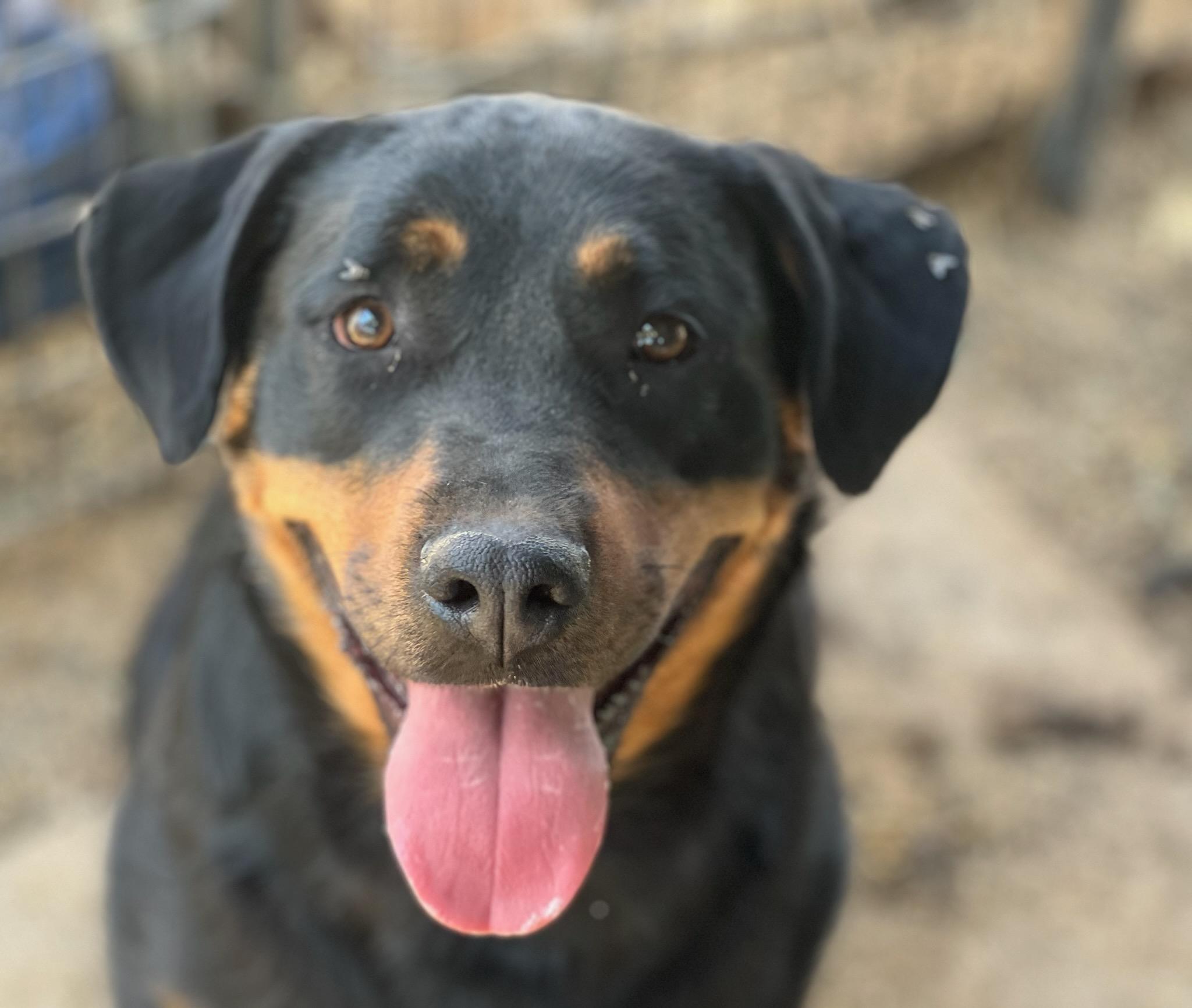 Pheobe, Adoptable, Adult Female Rottweiler.