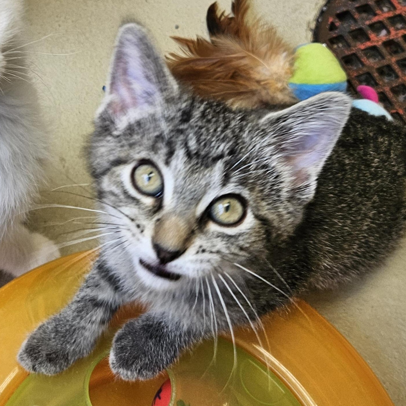 Enlarge Roxy, a ADOPTABLE Tiger in Bluffton, IN image 1/1