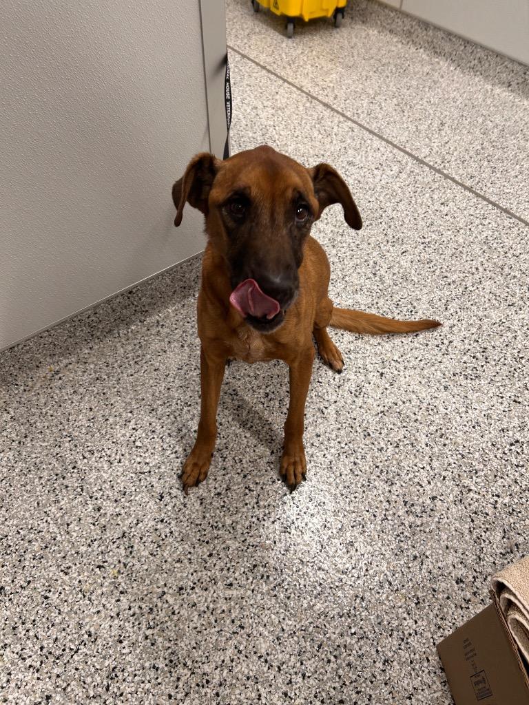 Enlarge Tiny, a Adoptable Mixed Breed in Clarksville, TN image 1/2