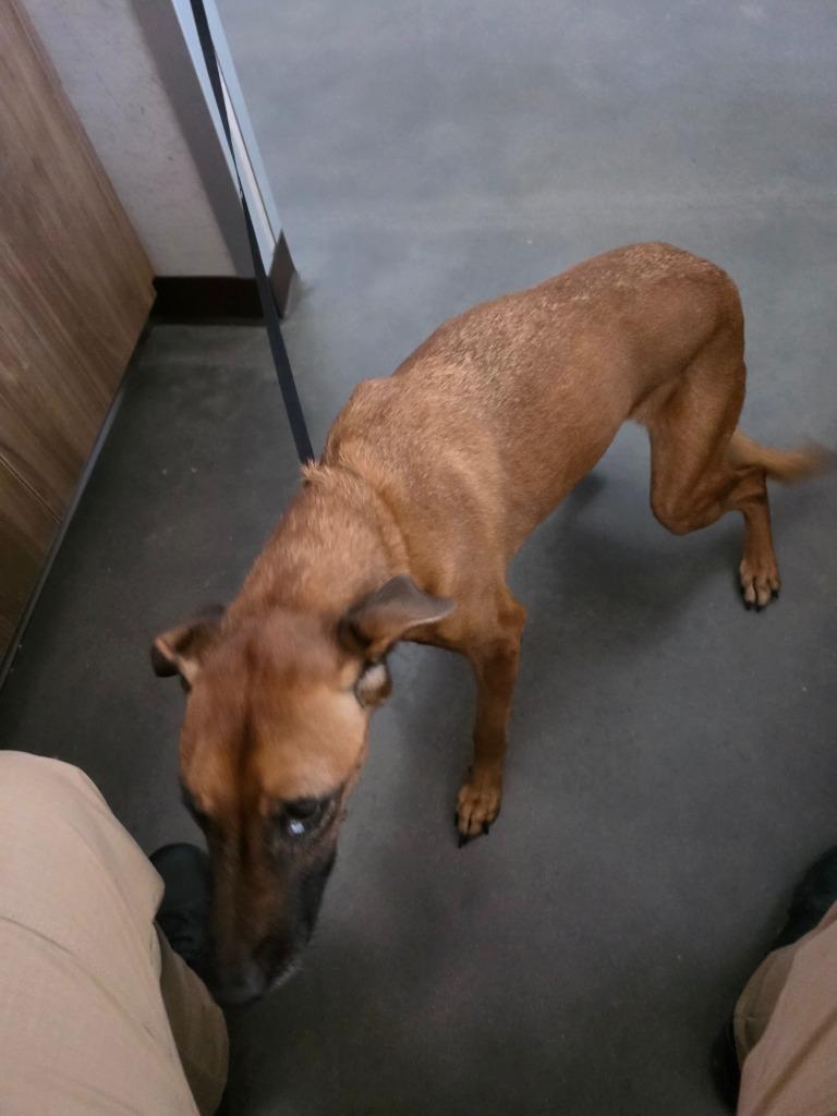 Enlarge Tiny, a Adoptable Mixed Breed in Clarksville, TN image 2/2