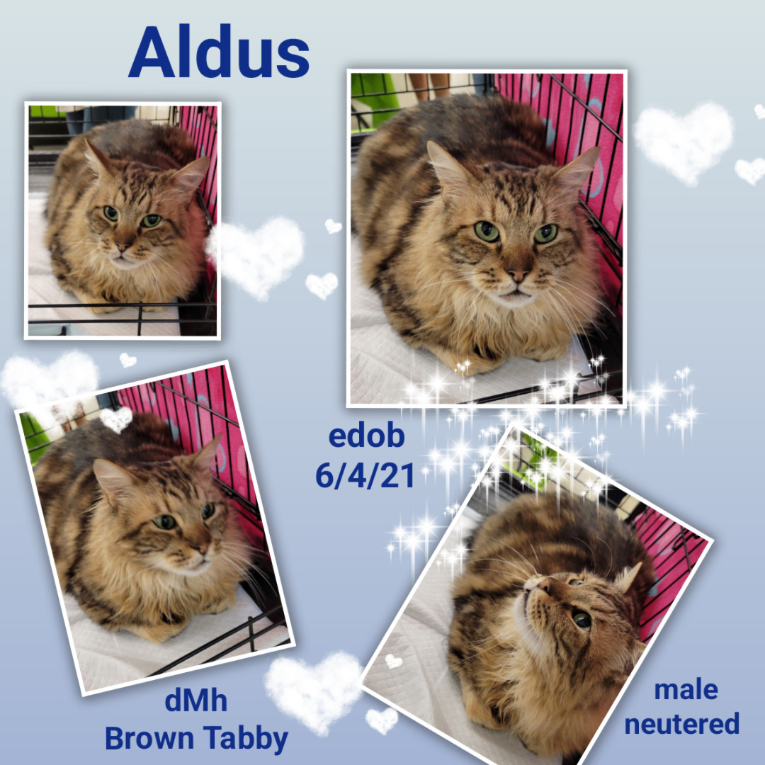 Enlarge Aldus BR12745-T, a Adoptable Domestic Medium Hair in Burlington, WA image 1/5