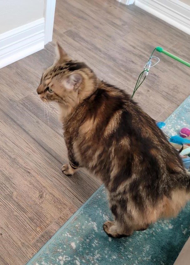 Enlarge Aldus BR12745-T, a Adoptable Domestic Medium Hair in Burlington, WA image 2/5