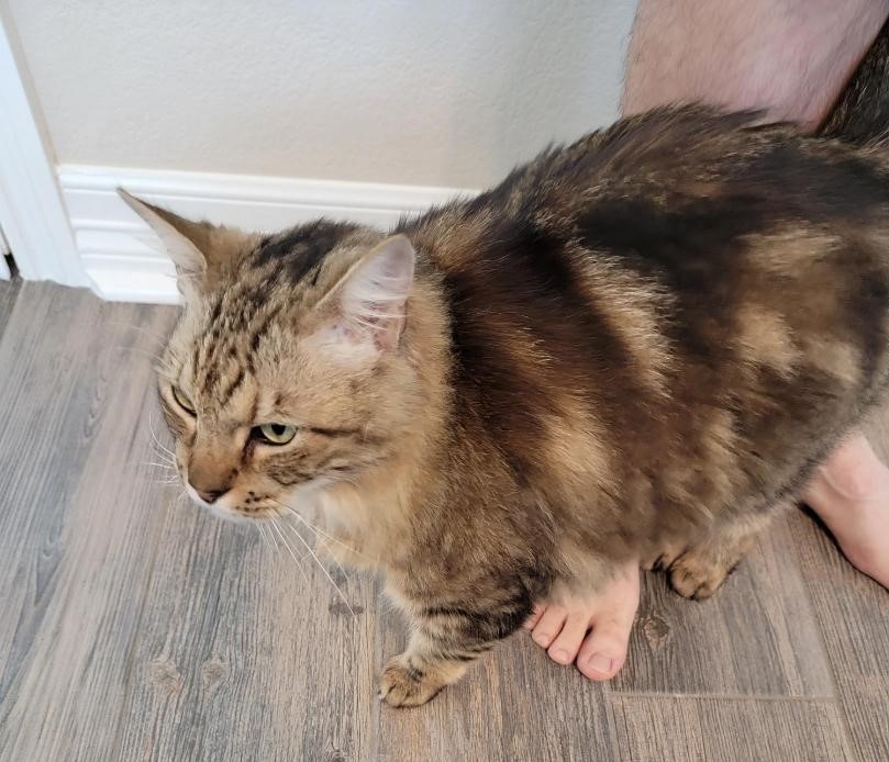 Enlarge Aldus BR12745-T, a Adoptable Domestic Medium Hair in Burlington, WA image 3/5