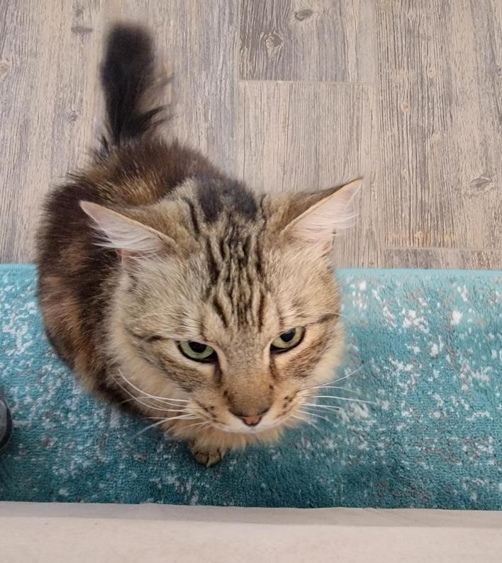 Enlarge Aldus BR12745-T, a Adoptable Domestic Medium Hair in Burlington, WA image 4/5