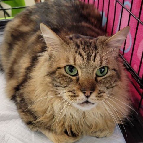 Enlarge Aldus BR12745-T, a Adoptable Domestic Medium Hair in Burlington, WA image 5/5