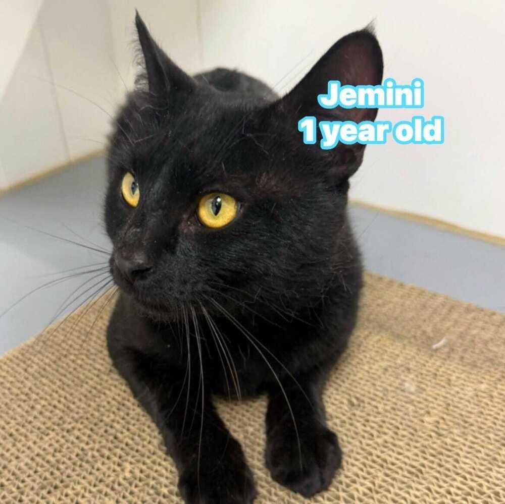 Enlarge Jemini, a Adoptable mixed breed in Jessup, MD image 1/2