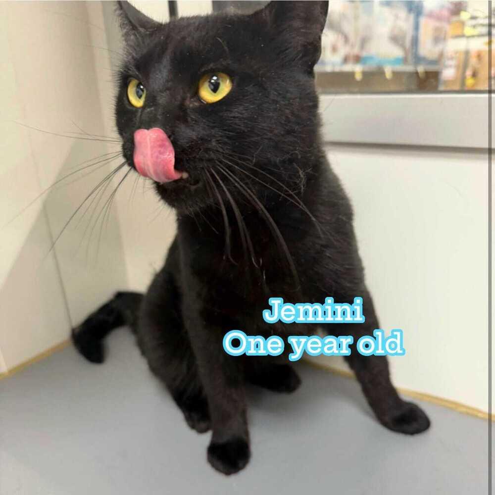 Enlarge Jemini, a Adoptable mixed breed in Jessup, MD image 2/2