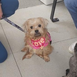 Enlarge Becky, a ADOPTABLE mixed breed in Charlotte, NC image 4/4