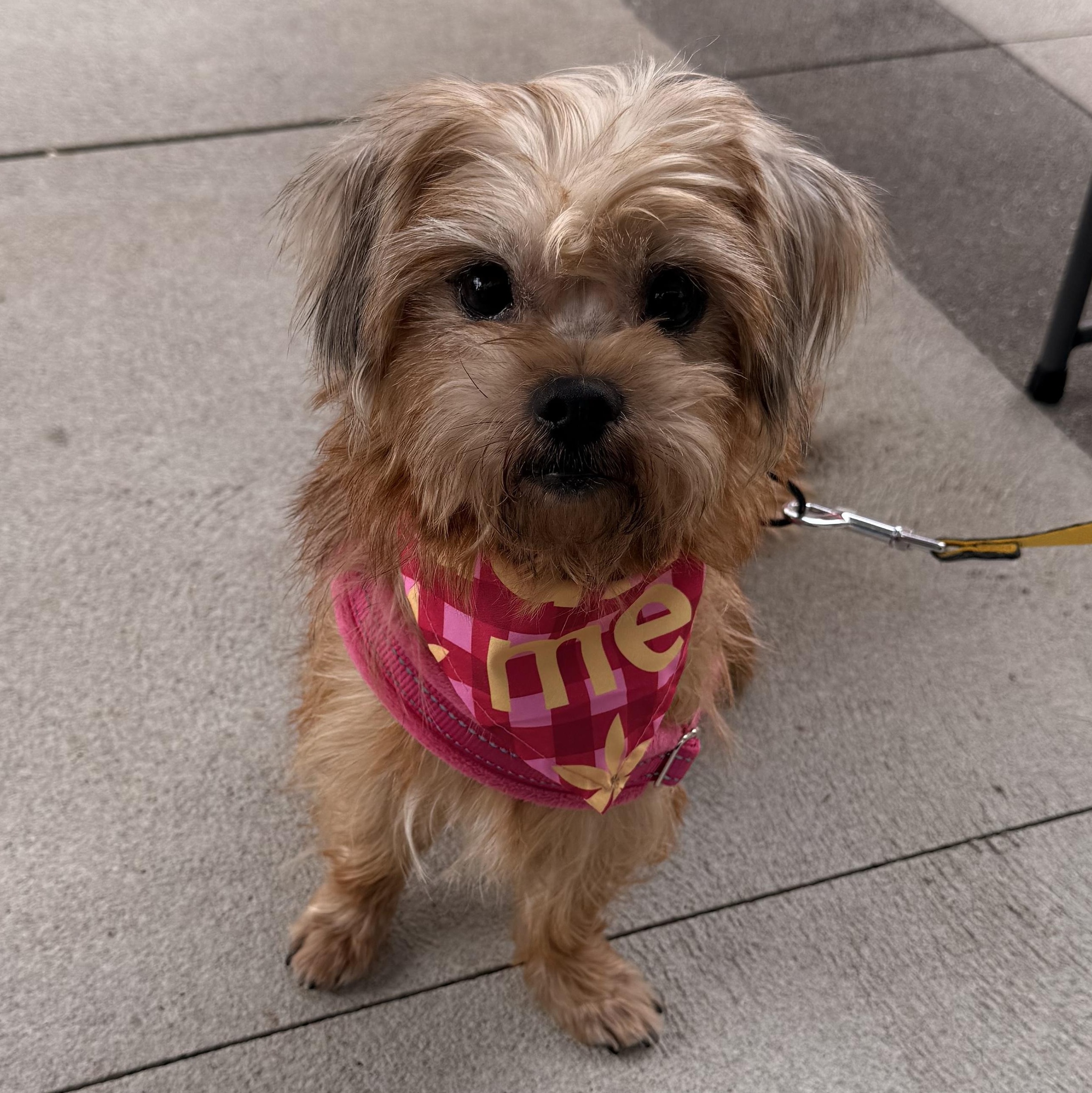 Enlarge Becky, a ADOPTABLE mixed breed in Charlotte, NC image 3/4