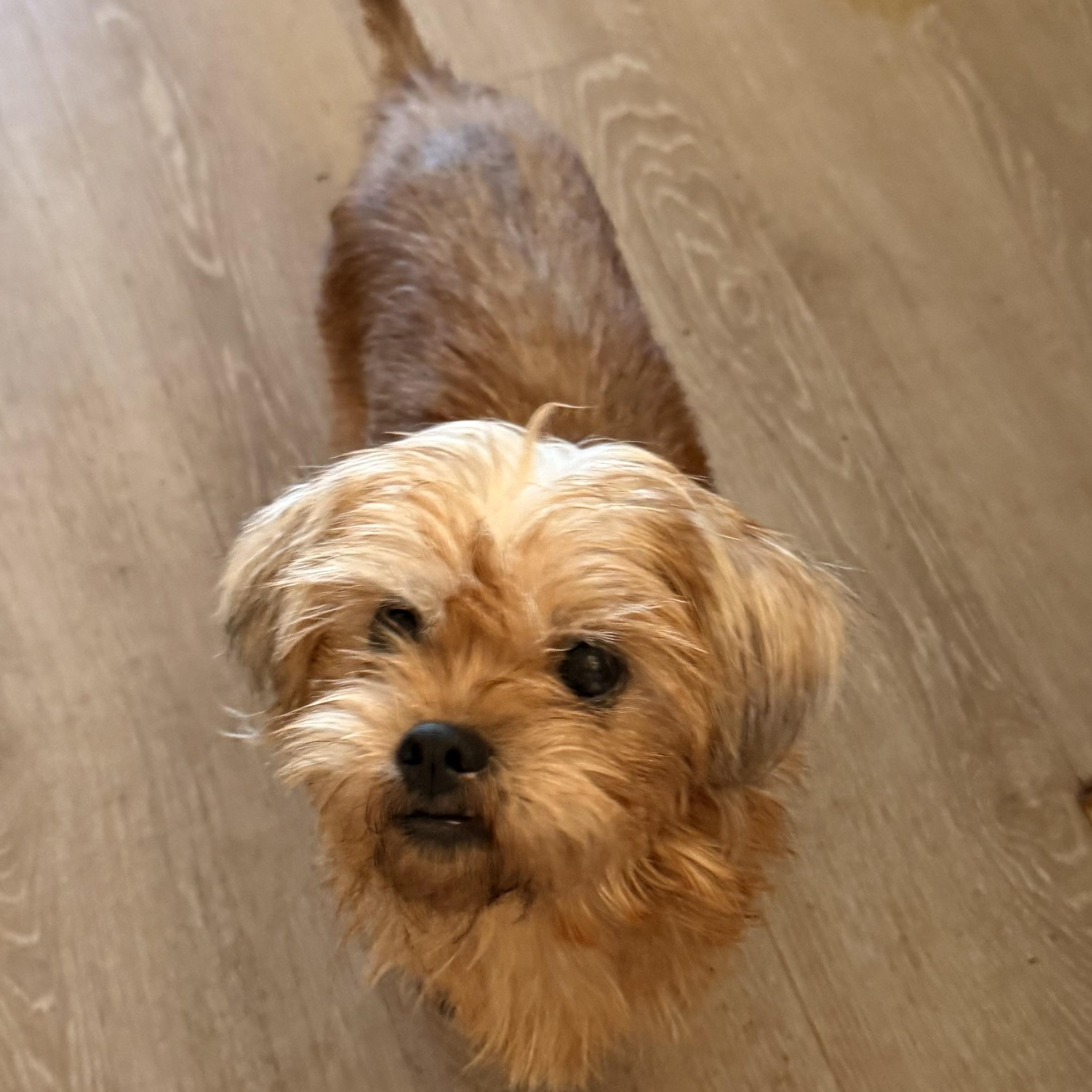 Enlarge Becky, a ADOPTABLE mixed breed in Charlotte, NC image 2/4