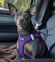 Dot, Adoptable, Adult Female Miniature Pinscher.
