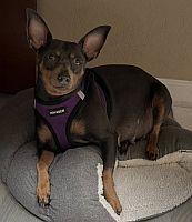 Dot, a Adoptable Miniature Pinscher in Pinellas Park, FL image 2/3