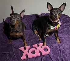Dot, a Adoptable Miniature Pinscher in Pinellas Park, FL image 3/3