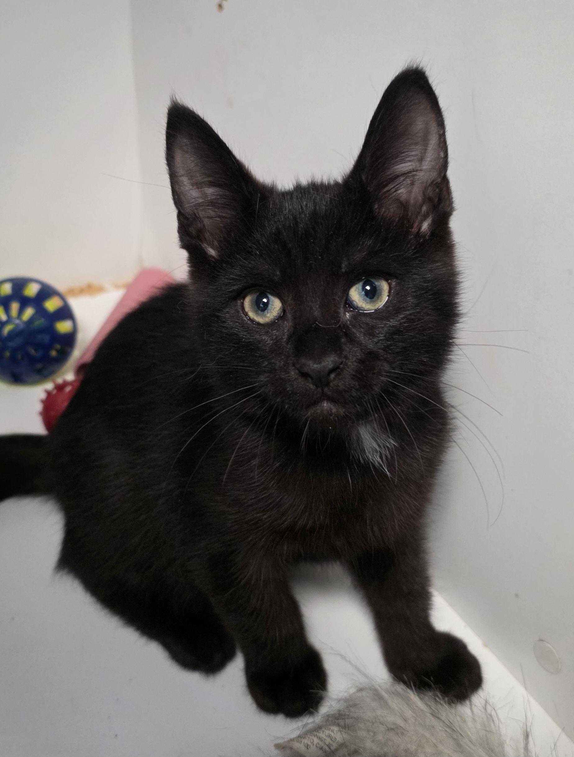 Onyx, an adoptable Domestic Short Hair in Polson, MT, 59860 | Photo Image 1