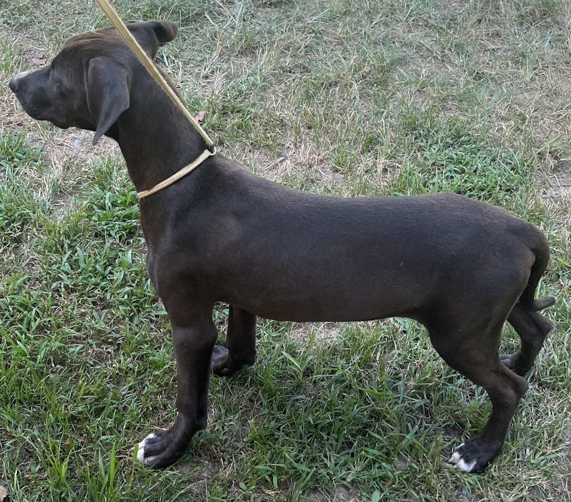Buzz, such a cute hound puppy