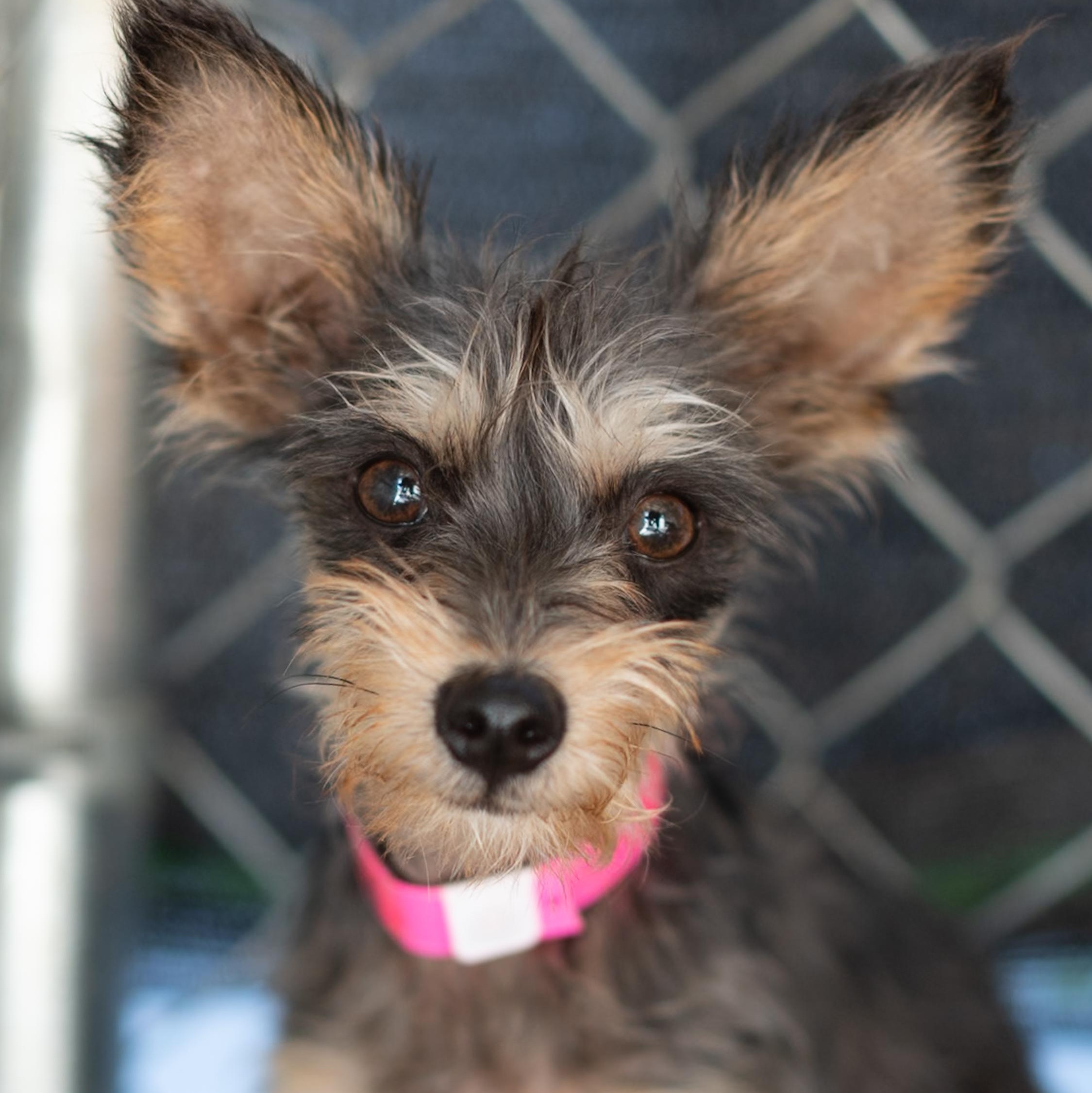 MELODY, Adoptable, Puppy Female Terrier.