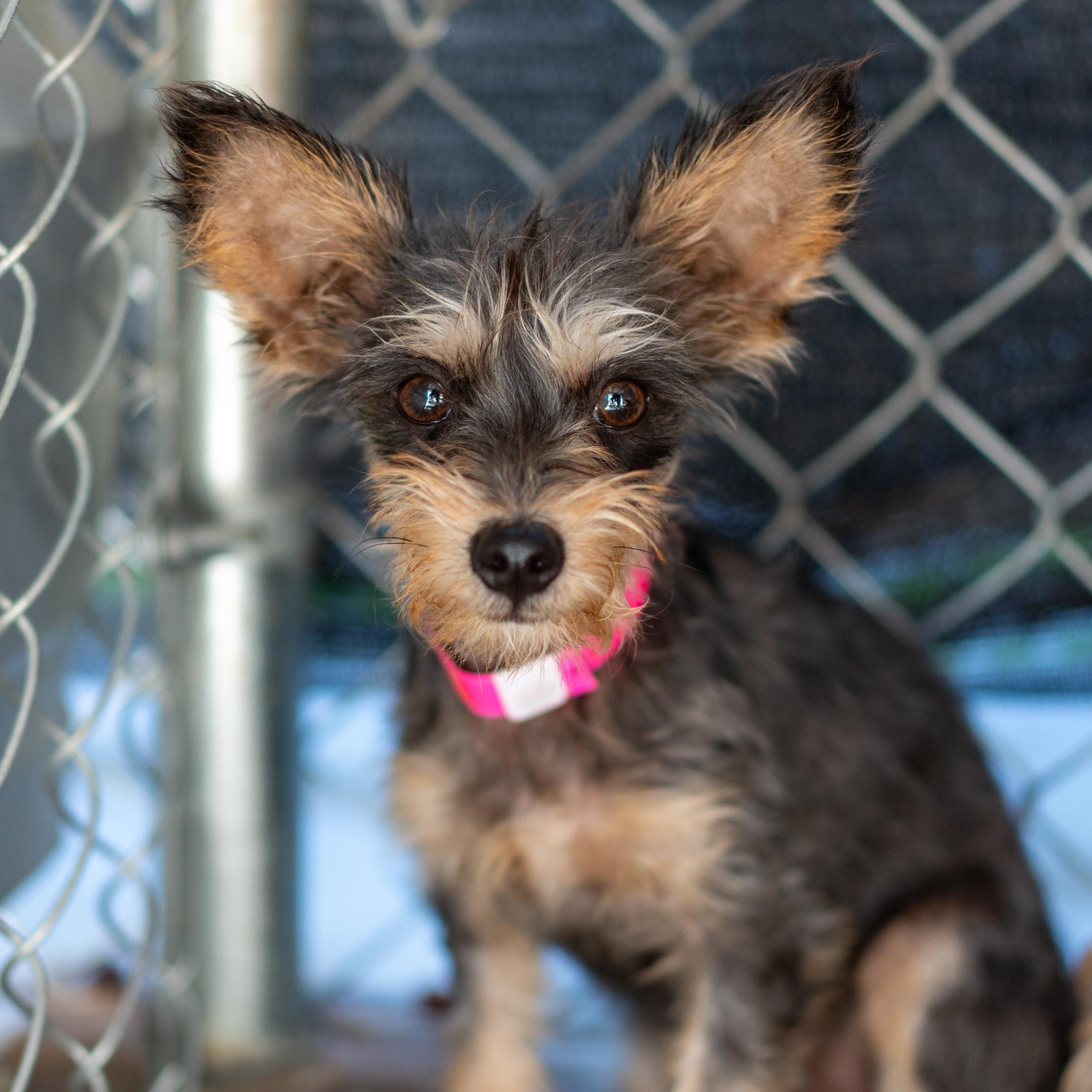 MELODY, a Adoptable mixed breed in Fresno, CA image 3/6