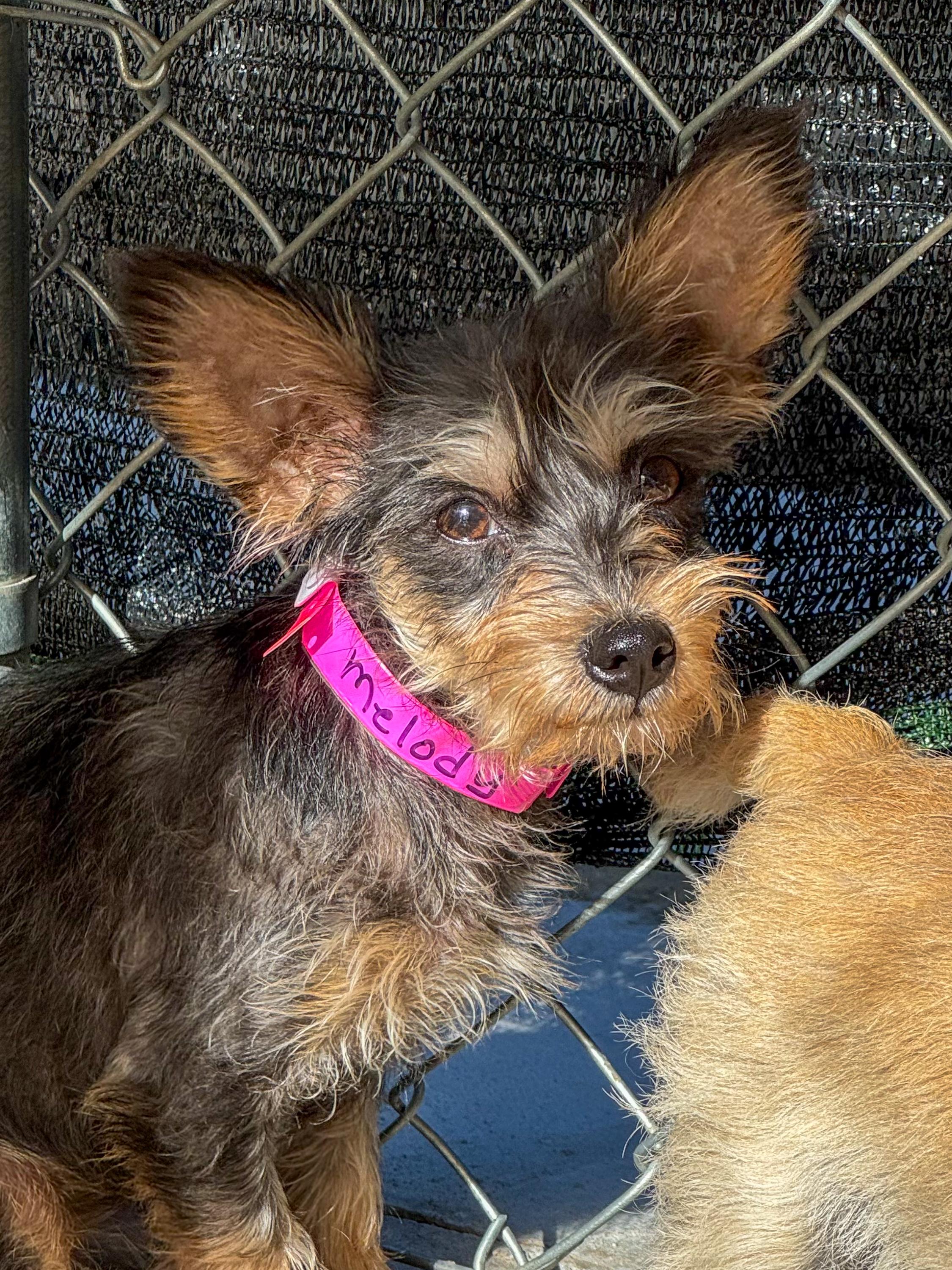 MELODY, a Adoptable mixed breed in Fresno, CA image 5/6