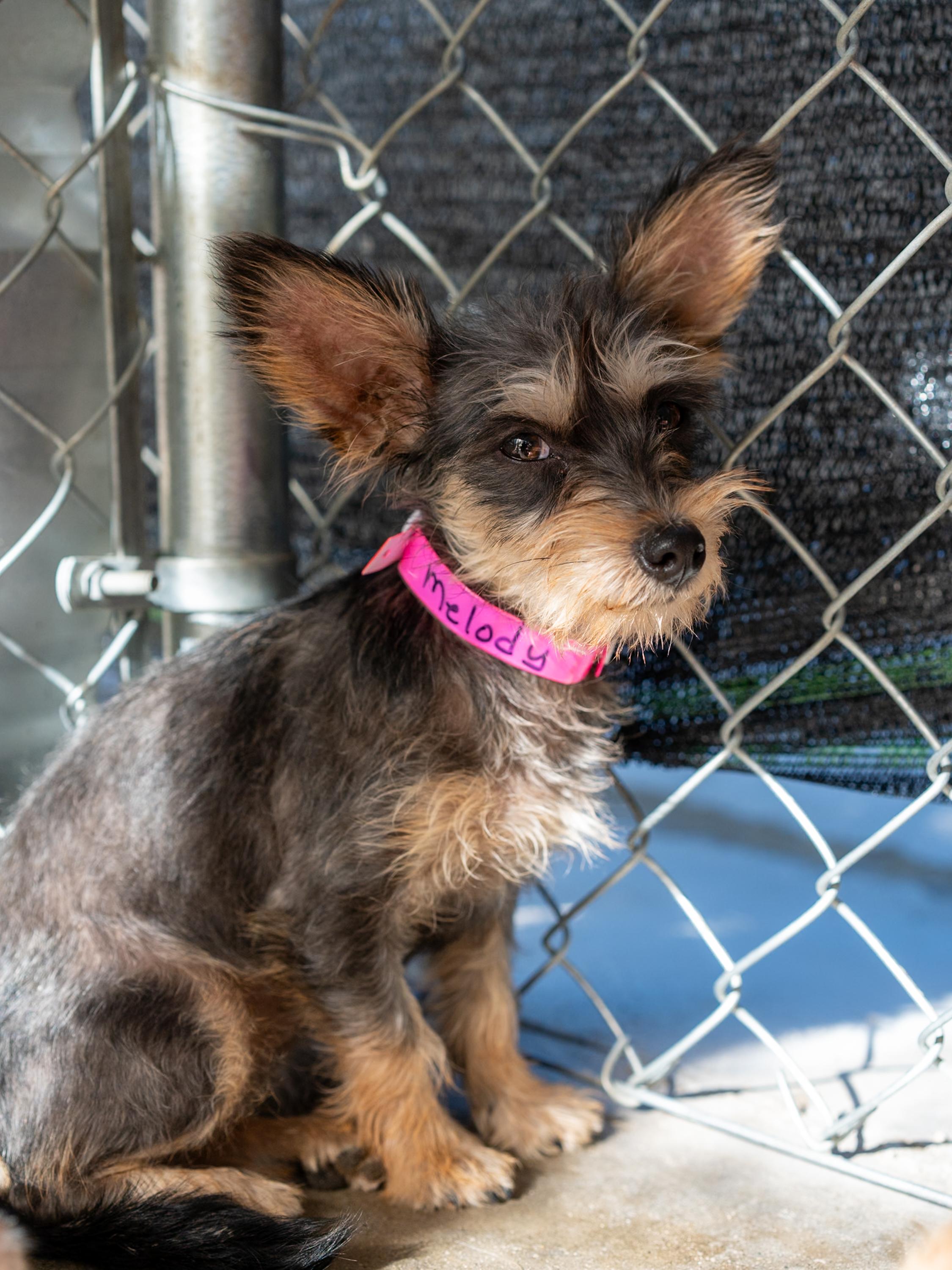 MELODY, a Adoptable mixed breed in Fresno, CA image 2/6