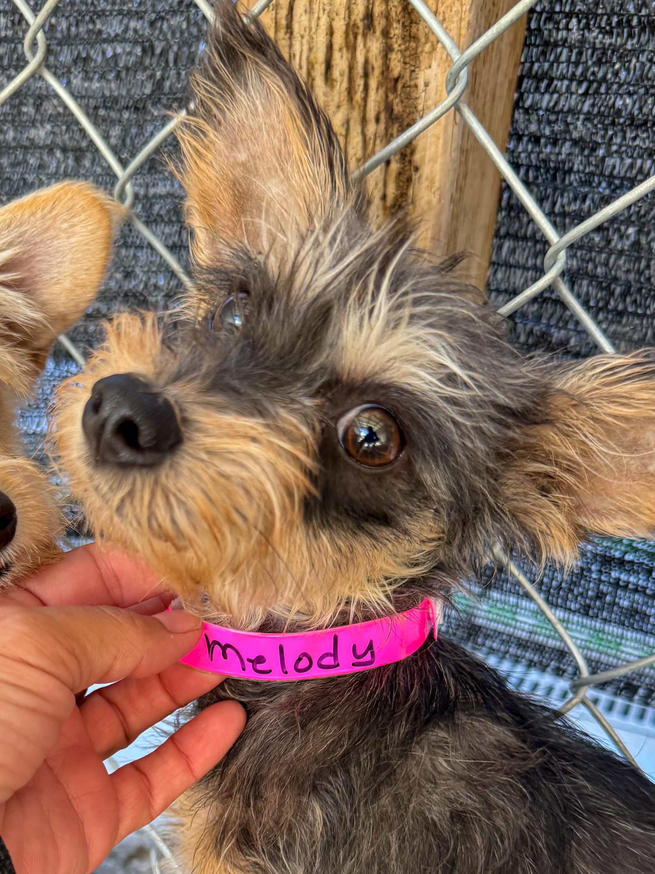 MELODY, a Adoptable mixed breed in Fresno, CA image 6/6