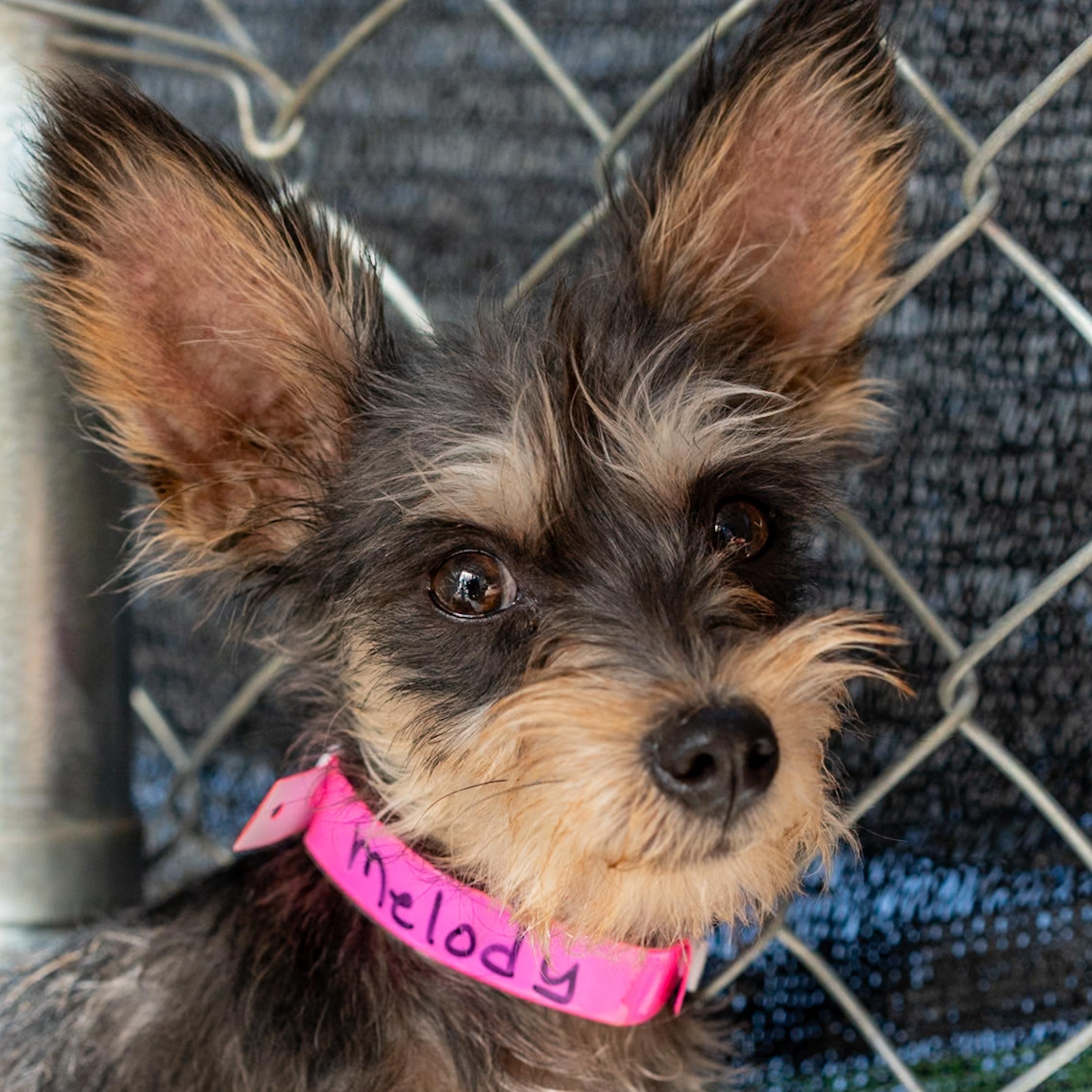 MELODY, a Adoptable mixed breed in Fresno, CA image 4/6