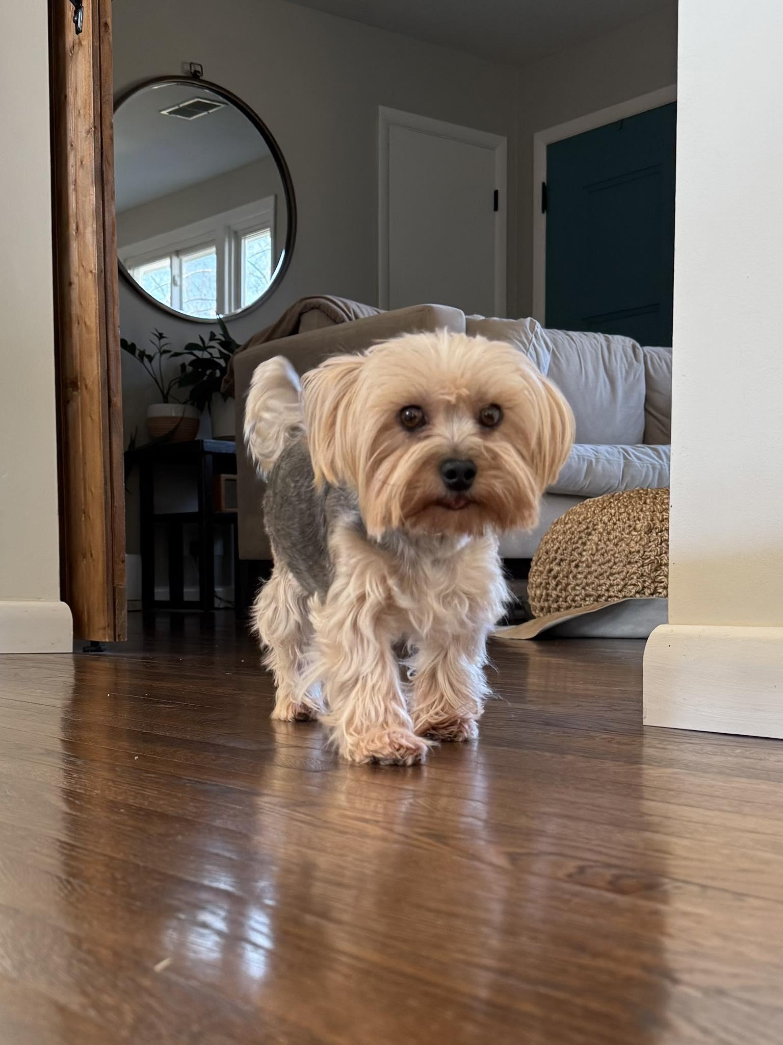 Frannie, Adoptable, Adult Female Yorkshire Terrier.