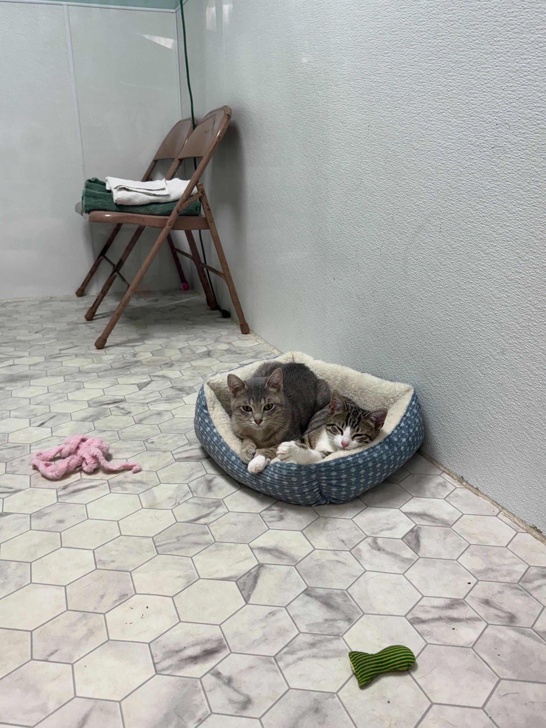 Enlarge Skipper, an adopted mixed breed in Valley Center, KS image 5/6