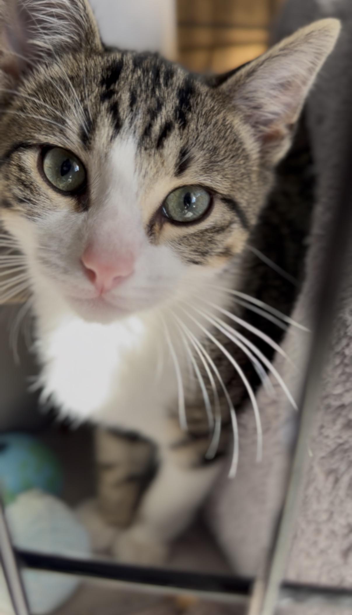 Enlarge Skipper, an adopted mixed breed in Valley Center, KS image 6/6