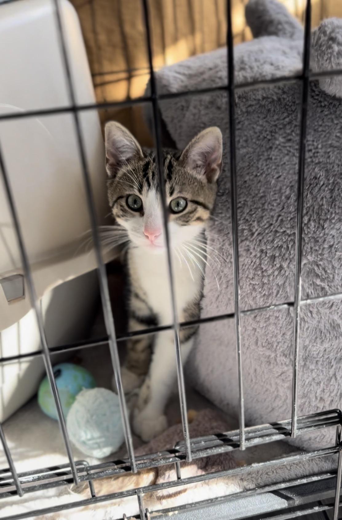 Enlarge Skipper, an adopted mixed breed in Valley Center, KS image 2/6