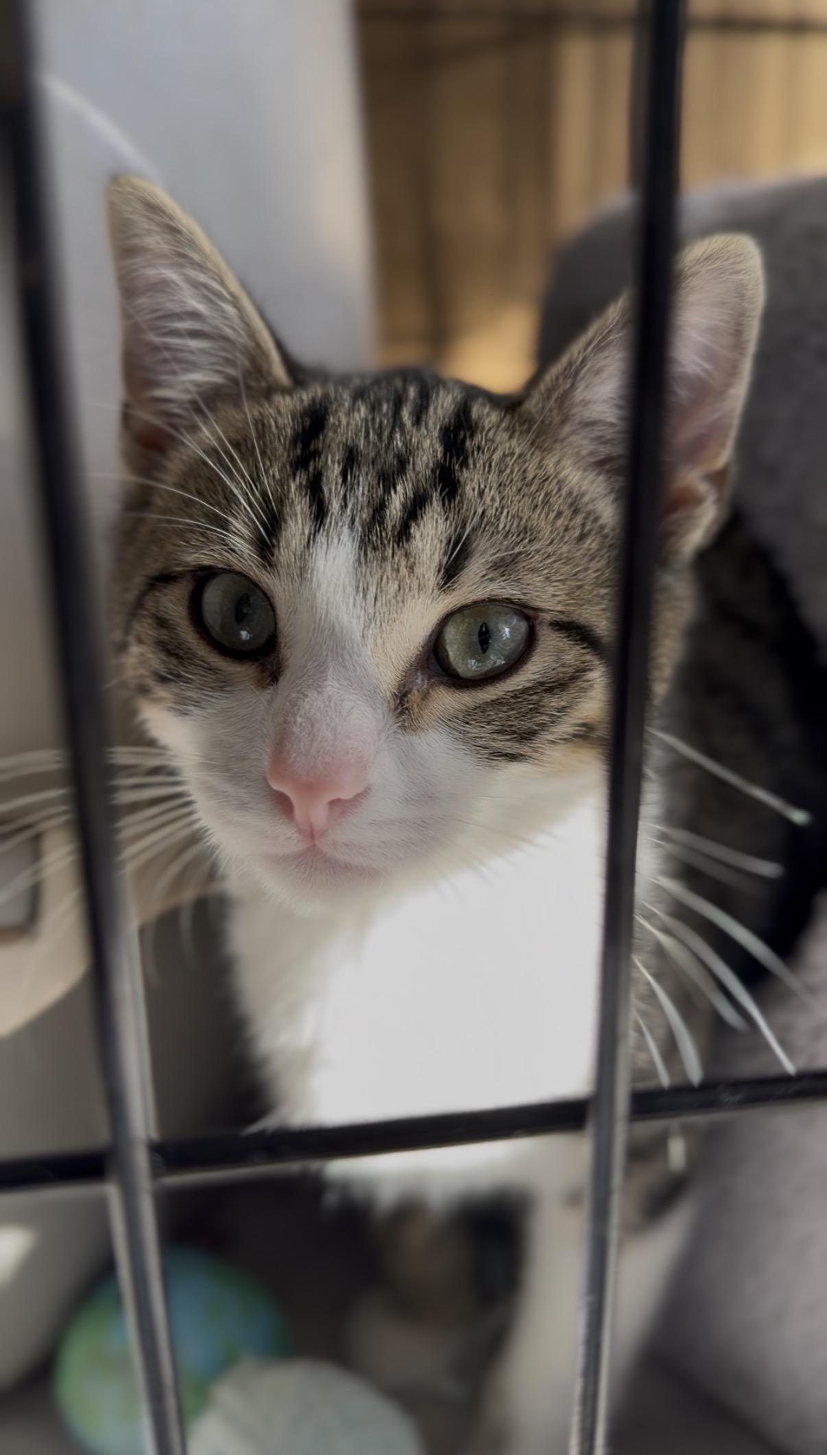 Skipper, adopted, Young Male Domestic Short Hair & Tabby.