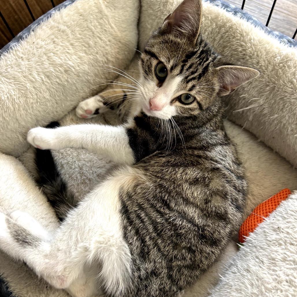 Enlarge Skipper, an adopted mixed breed in Valley Center, KS image 4/6