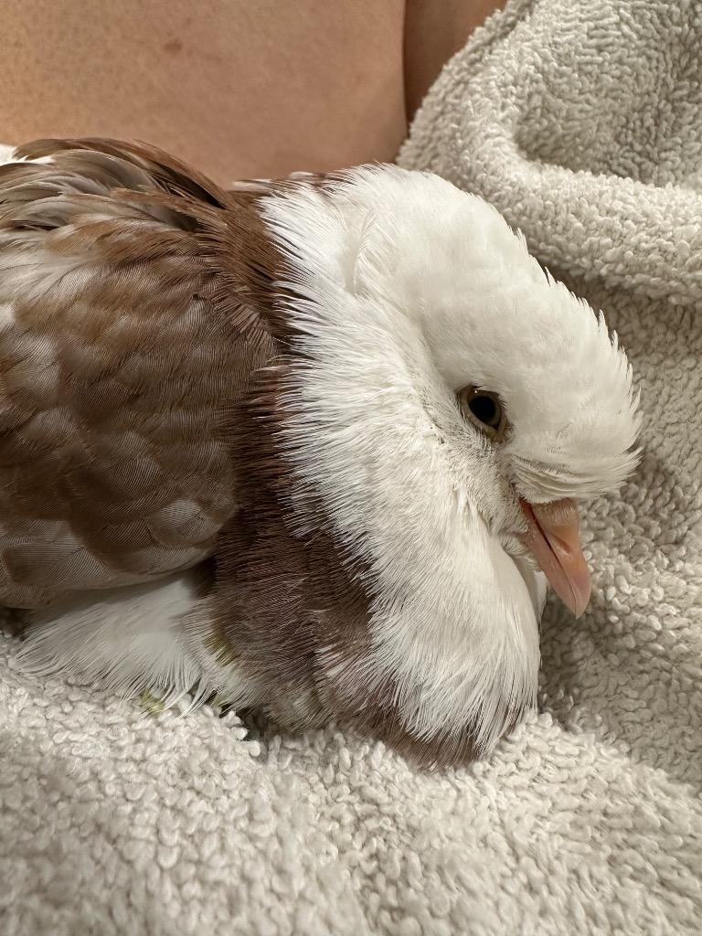 Enlarge Patter w/Snowball, a Adoptable Pigeon in San Francisco, CA image 1/3