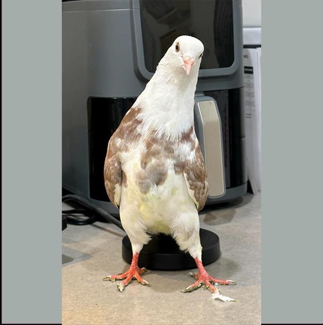 Enlarge Patter w/Snowball, a Adoptable Pigeon in San Francisco, CA image 3/3