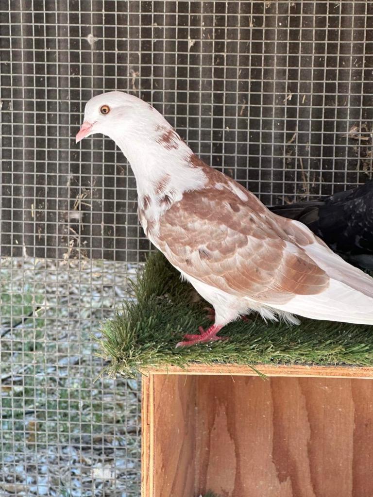Enlarge Patter w/Snowball, a Adoptable Pigeon in San Francisco, CA image 3/3
