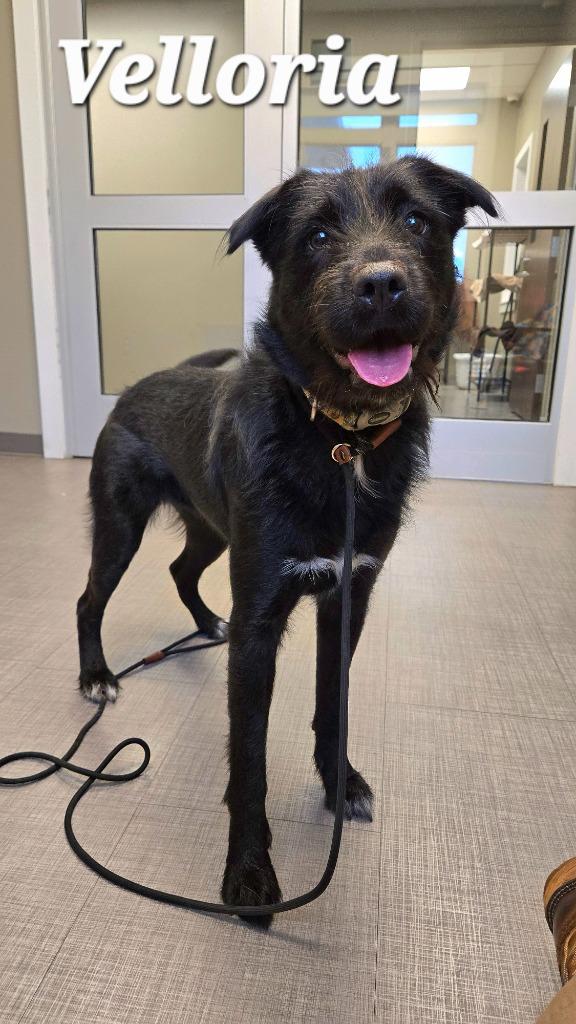 Enlarge Velloria Yrly 300, a Adoptable mixed breed in Sidney, OH image 1/6
