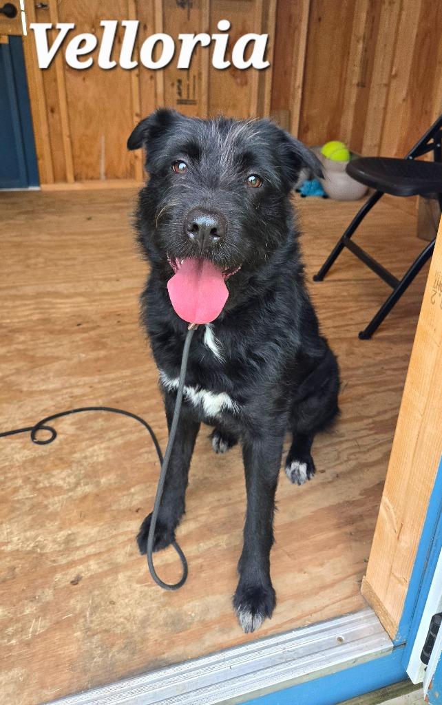 Enlarge Velloria Yrly 300, a Adoptable mixed breed in Sidney, OH image 2/6