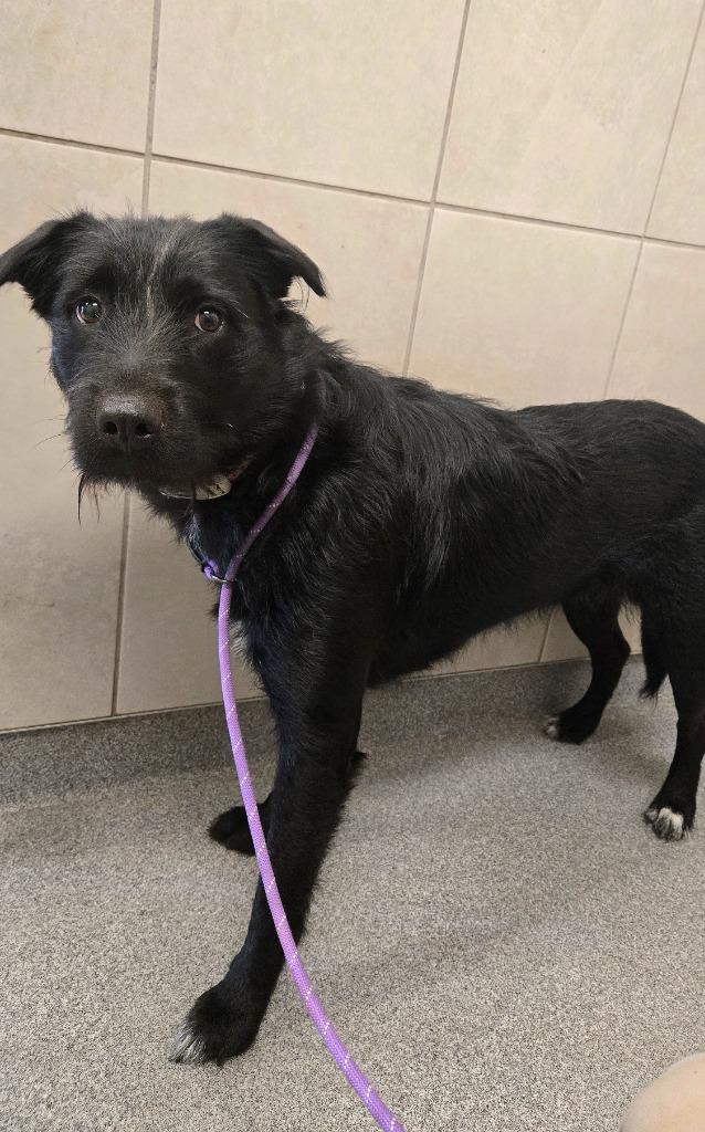 Enlarge Velloria Yrly 300, a Adoptable mixed breed in Sidney, OH image 3/6