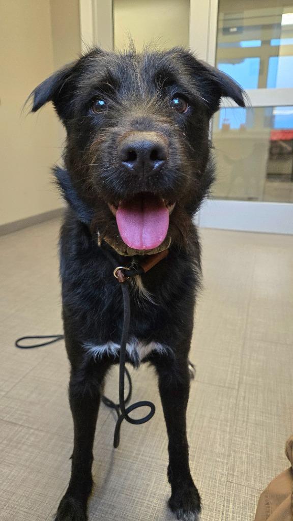 Enlarge Velloria Yrly 300, a Adoptable mixed breed in Sidney, OH image 4/6