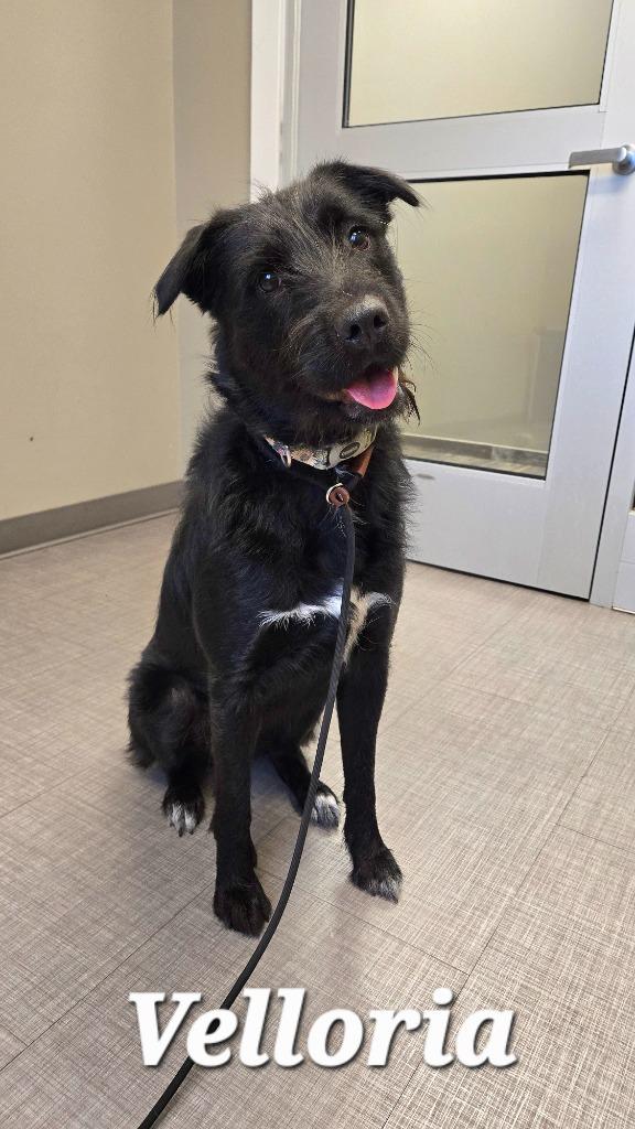 Enlarge Velloria Yrly 300, a Adoptable mixed breed in Sidney, OH image 5/6