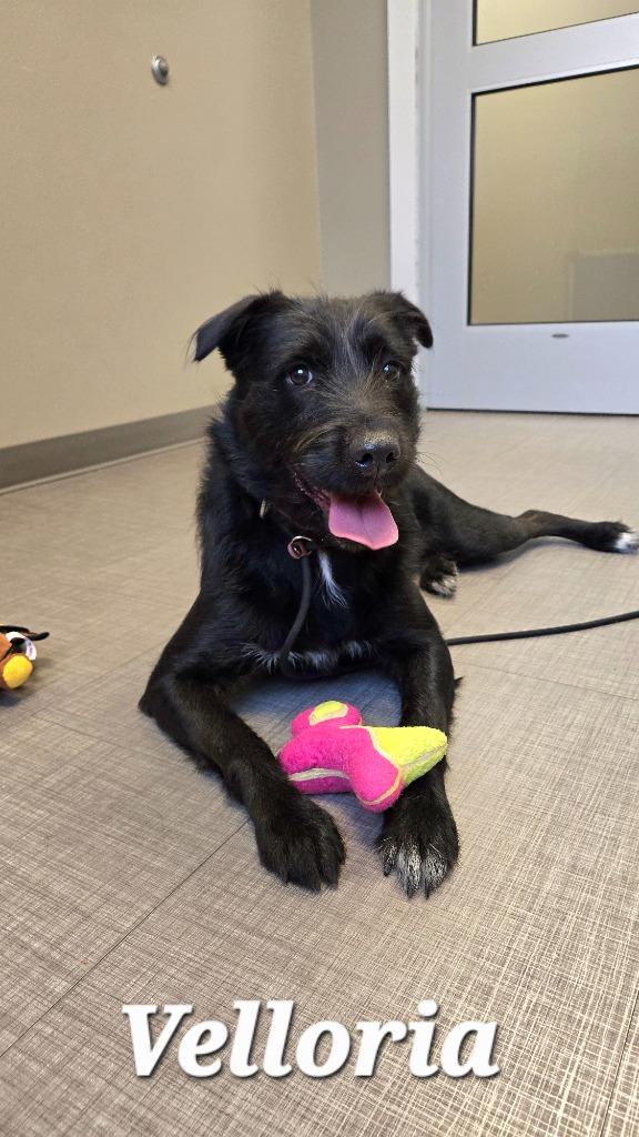Enlarge Velloria Yrly 300, a Adoptable mixed breed in Sidney, OH image 6/6