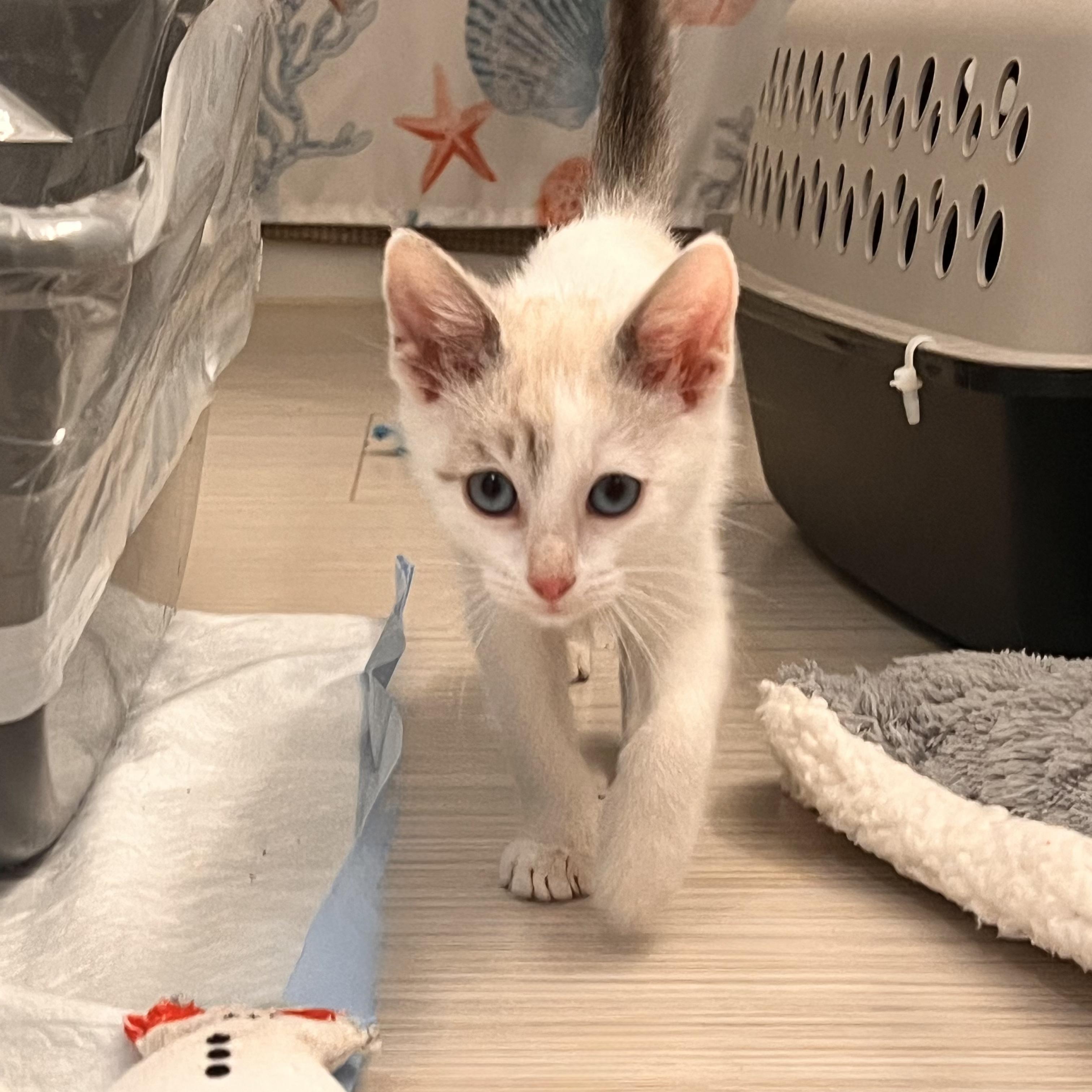 Tito, ADOPTABLE, Kitten Male Domestic Short Hair.