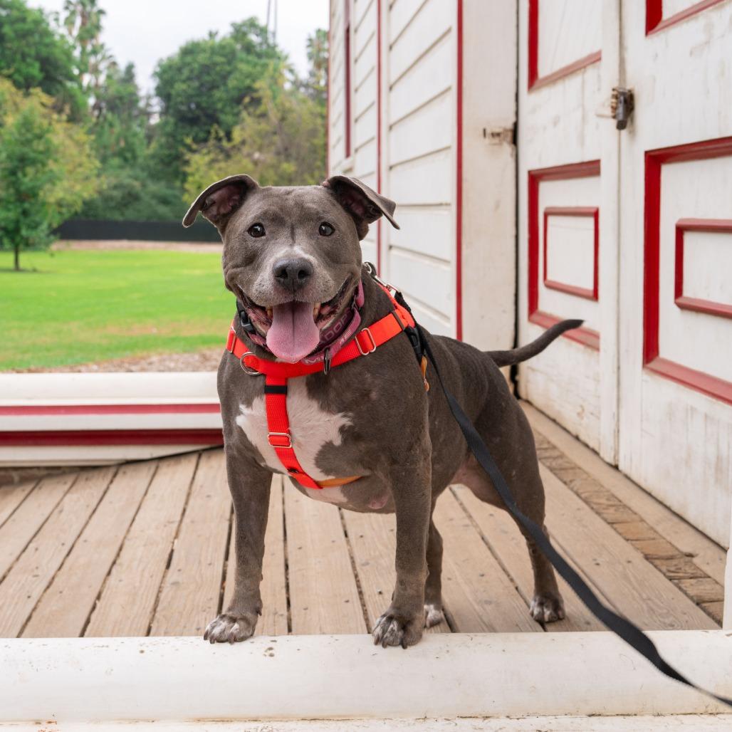 Chica, Adoptable, Adult Female Pit Bull Terrier.