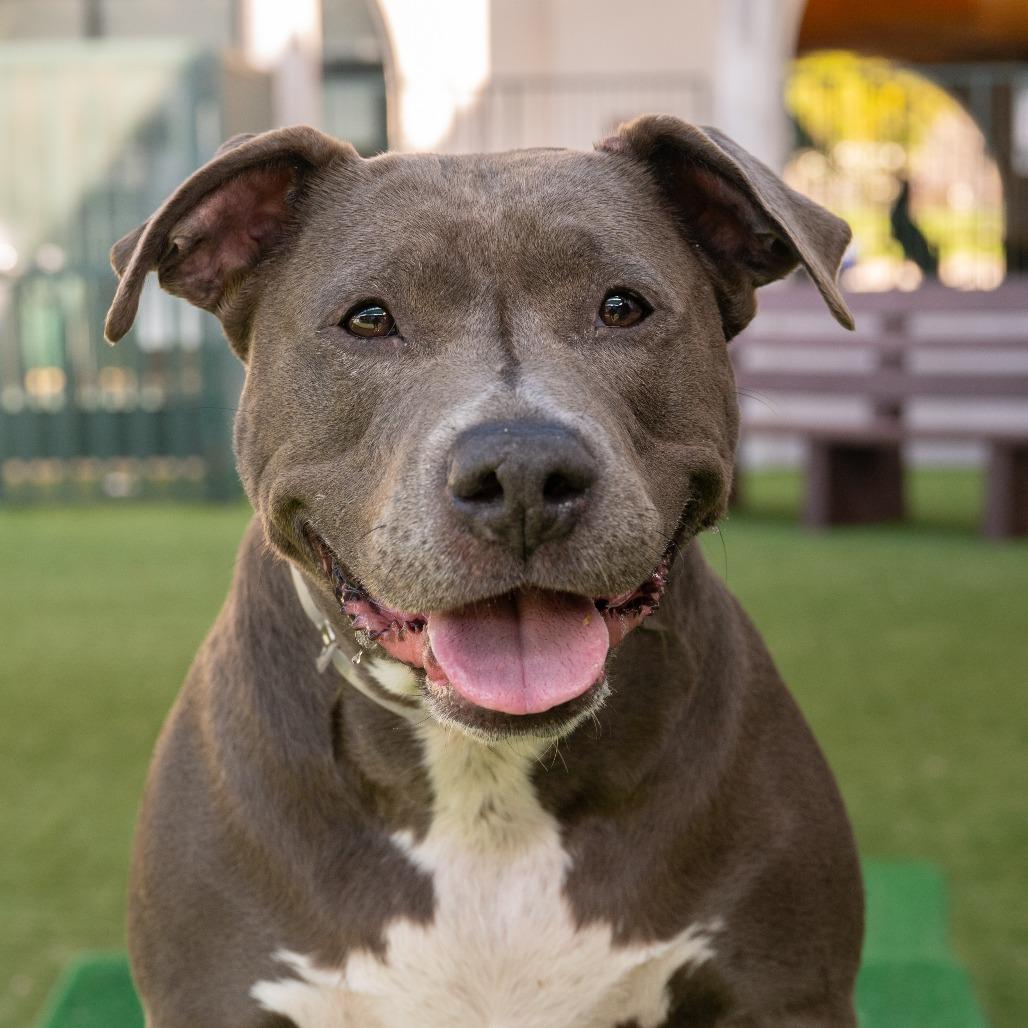 Chica, Adoptable, Adult Female Pit Bull Terrier.