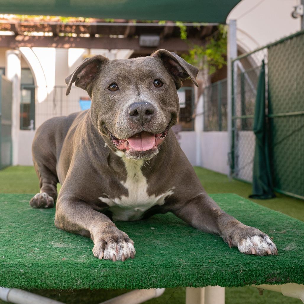 Chica, Adoptable, Adult Female Pit Bull Terrier.