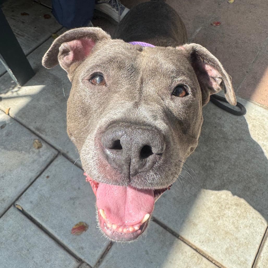 Enlarge Chica, a Adoptable Pit Bull Terrier in Pasadena, CA image 2/6