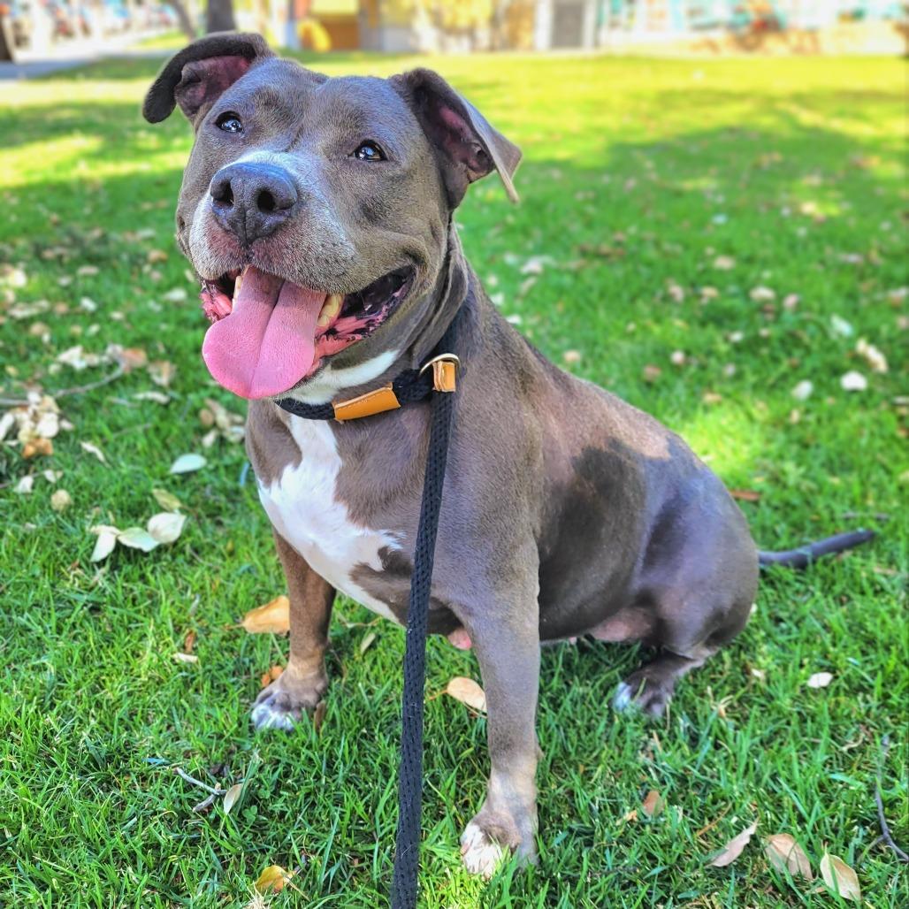 Enlarge Chica, a Adoptable Pit Bull Terrier in Pasadena, CA image 3/6