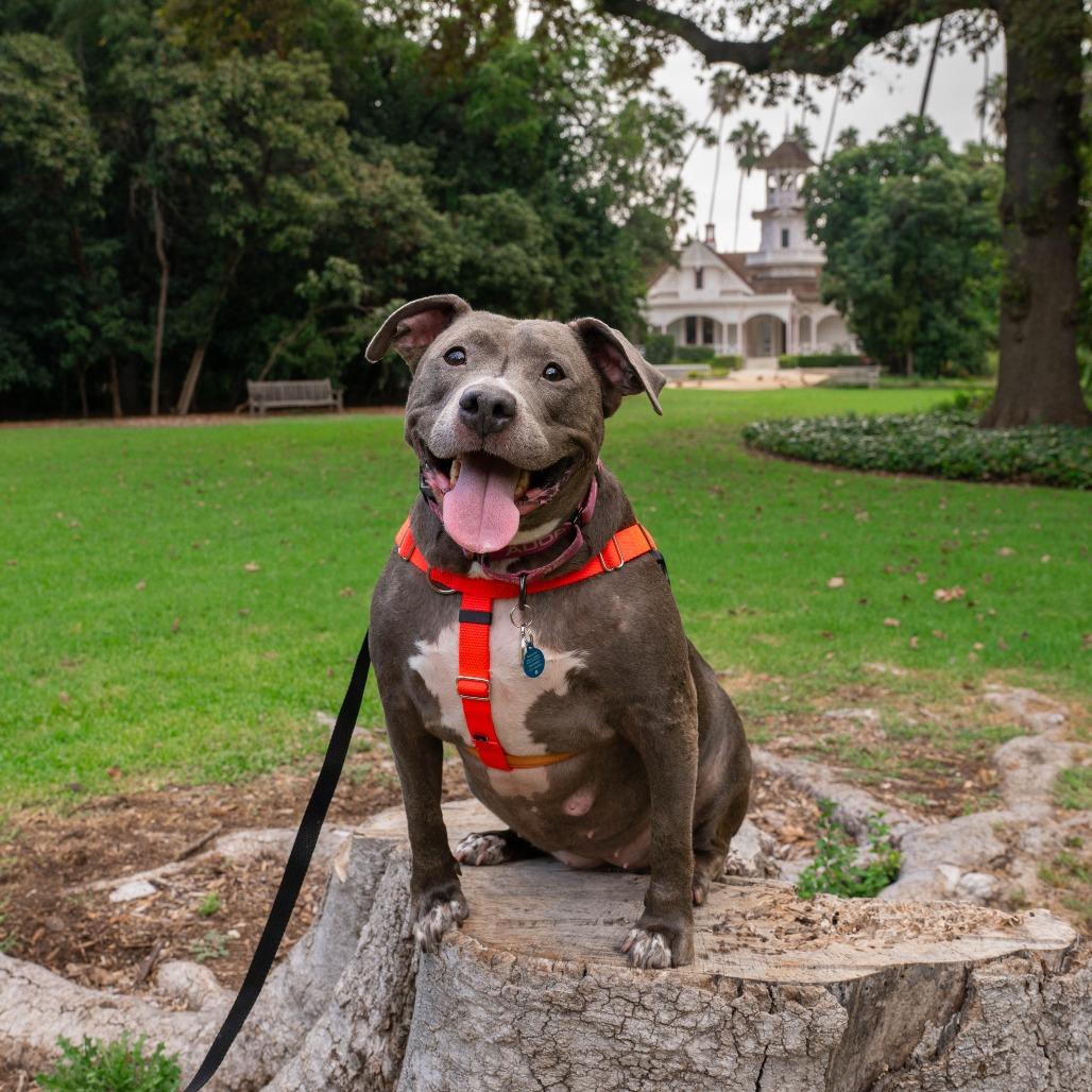 Enlarge Chica, a Adoptable Pit Bull Terrier in Pasadena, CA image 3/6